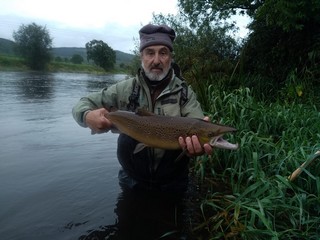 Brown trout de la Suir