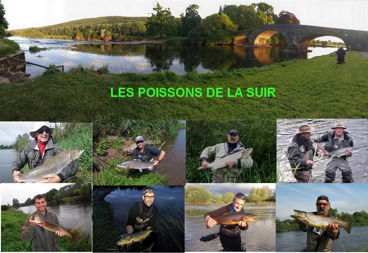 La Suir a Kilsheelan et quelques poissons