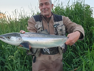 Un saumon couleur argent
