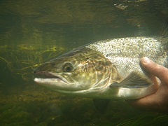 Saumon sous l'eau